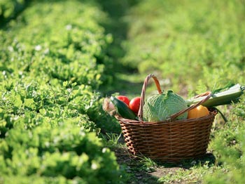 Crisi economica e voglia di cibo sano: record di orti in città 