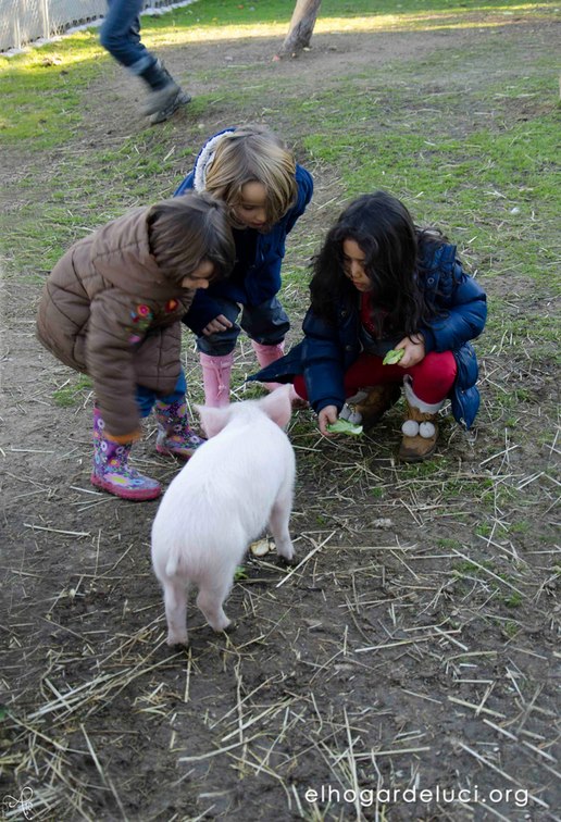 El Hogar de Luci, in Spagna un santuario per animali