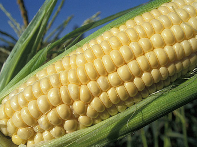 Seminato mais OGM in Friuli: “un reato annunciato”