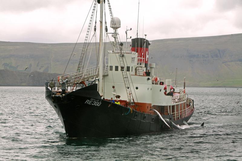 L'Islanda riprende la caccia alle balene