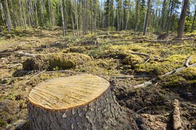 Deforestazione: Europa prima al mondo