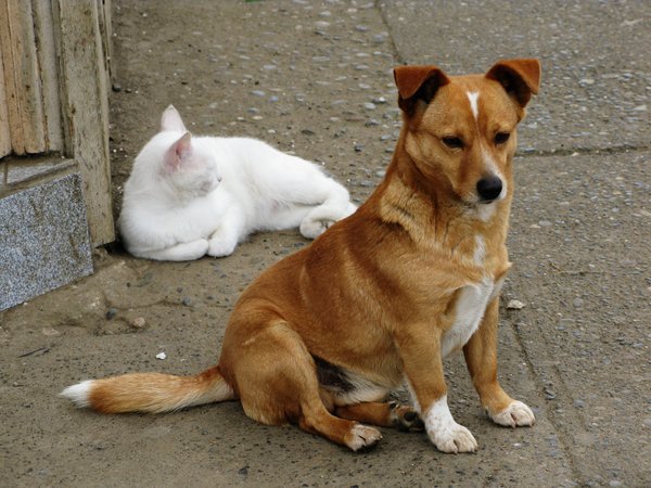 Estate, la campagna della Lav contro l'abbandono di animali