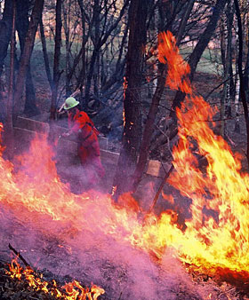 Incendi boschivi: il decreto “svuota carceri” favorisce i piromani