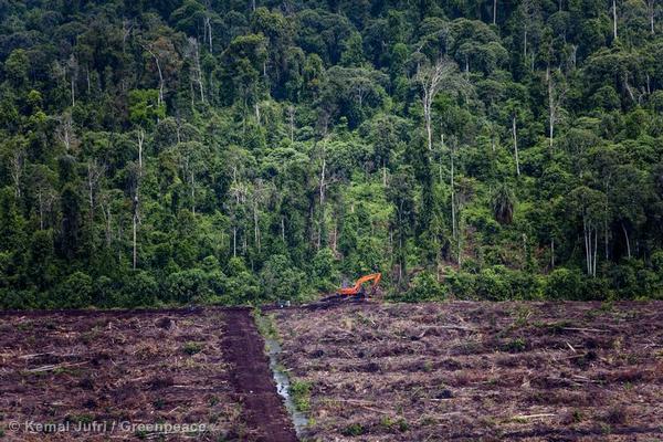 Indonesia: “l'olio di palma è la prima causa di deforestazione”