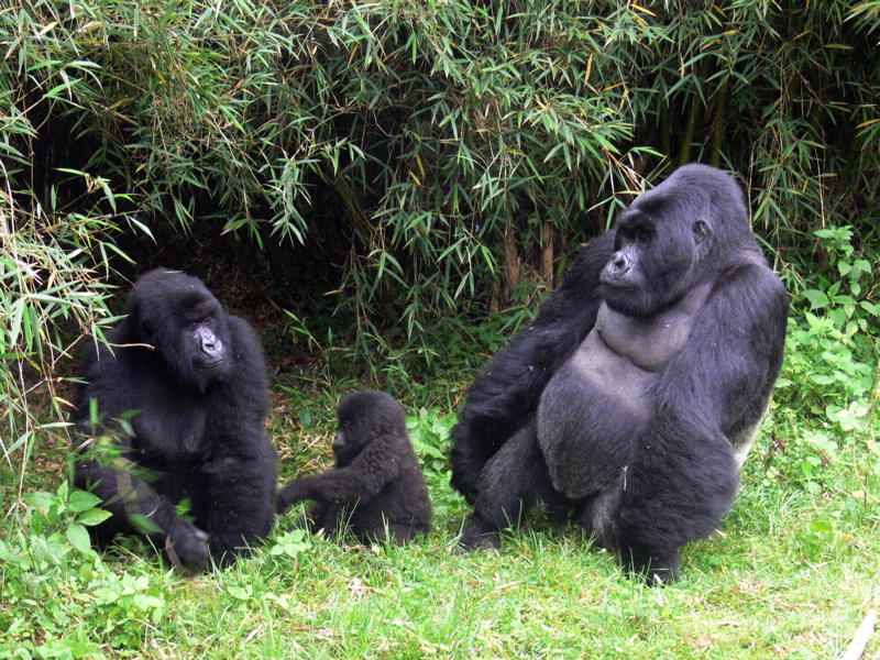 Petrolio nel Parco nazionale del Virunga, “stop alle esplorazioni”