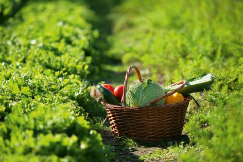 Presentata alla Camera la Campagna popolare per l'agricoltura contadina