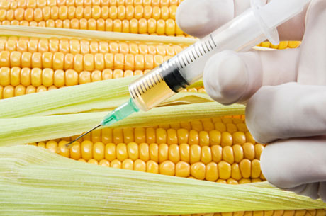 Alimentazione, Nobel del cibo alle multinazionali OGM