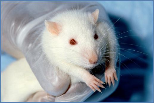 Petizione europea contro la vivisezione: argomenti a confronto