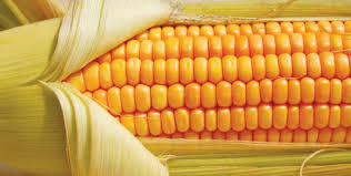 Mais OGM: Ue riapre procedura per l'approvazione