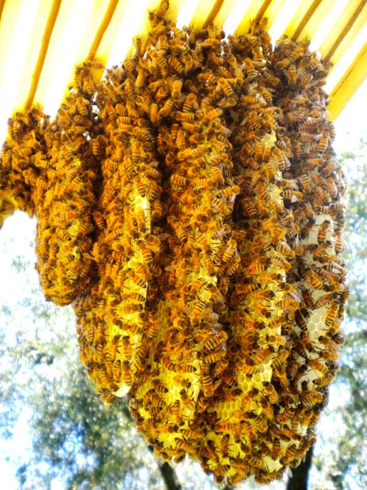 “Il Tempo delle Api”: la permapicultura per salvare le api, il nostro cibo e la biodiversità