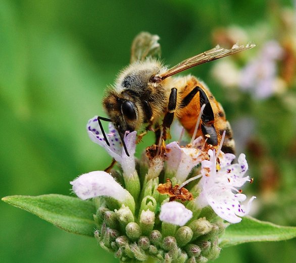 I neonicotinoidi non uccidono solo le api: pericolosi anche per gli esseri umani 