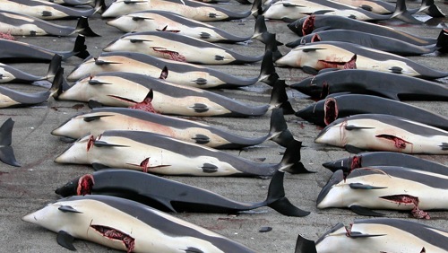 Illegale sterminare le balene: lo ha stabilito la Corte dell'Aja