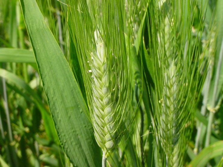 Il volto umano dell’agricoltura