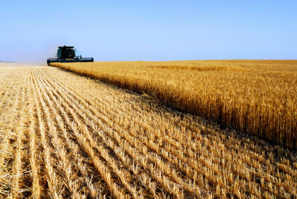 Ecco come l’agricoltura industriale sta facendo ammalare noi e la terra