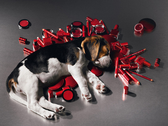 Test cosmetici su animali, una petizione per ribadire il 'NO'