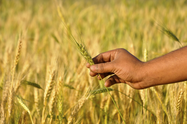 La terra chiama. Ecco come avviare un’azienda agricola