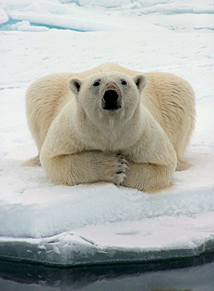 Per raggiungere i ghiacci, un orso polare femmina nuota per nove giorni