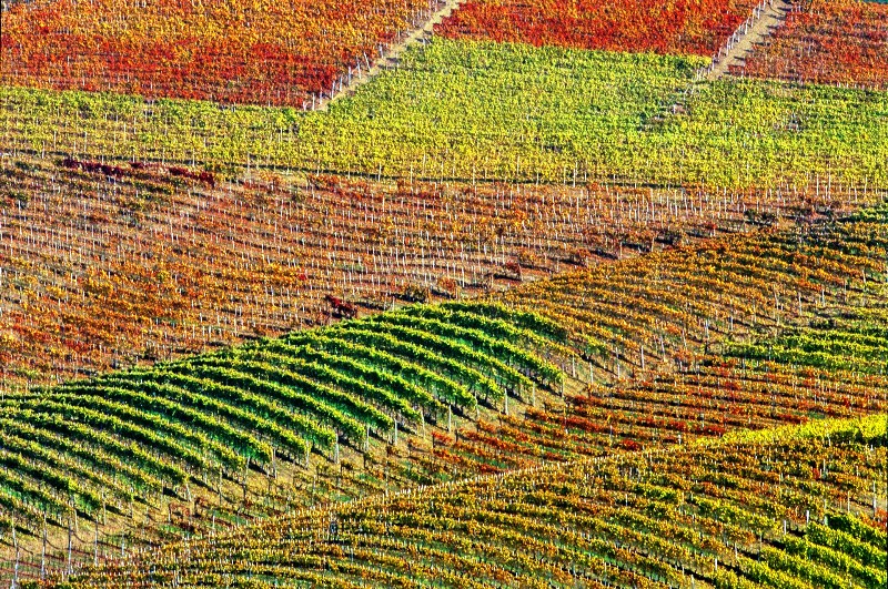 Bando per giovani agricoltori: le Langhe pronte ad accoglierli