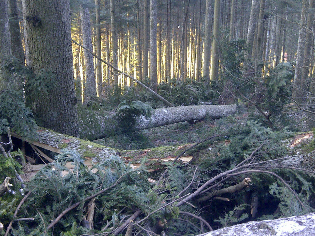 La strage degli alberi di Vallombrosa