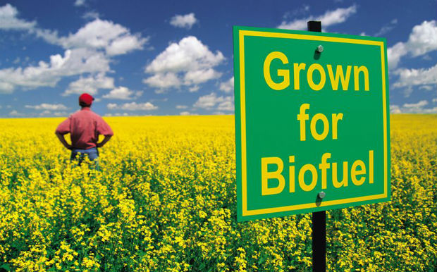 L'ultima follia: meno cibo per fare spazio ai biocarburanti 