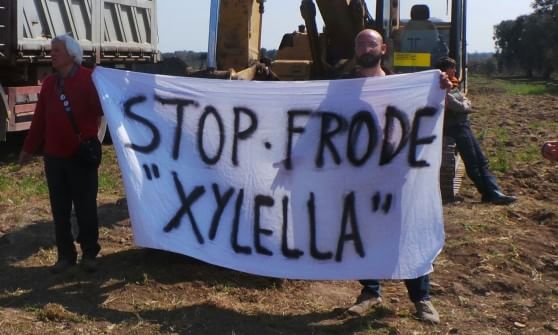 No al massacro degli ulivi in Puglia: «Frode speculativa e procurato allarme»