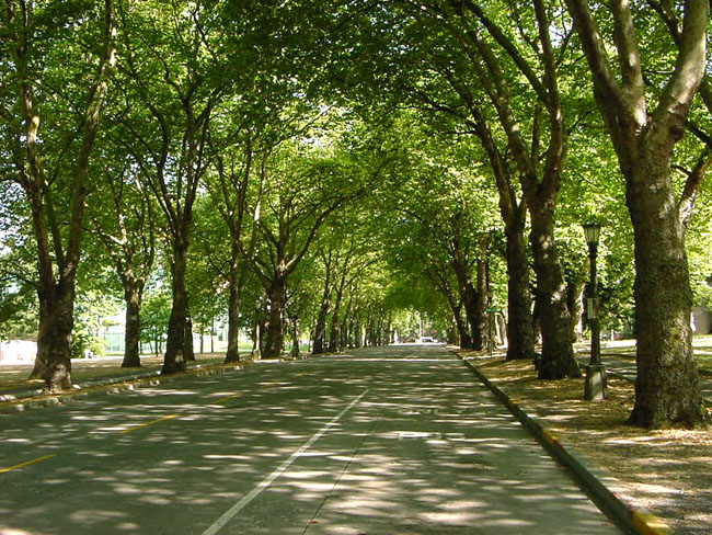 Cassazione: banditi gli alberi lungo le strade extraurbane