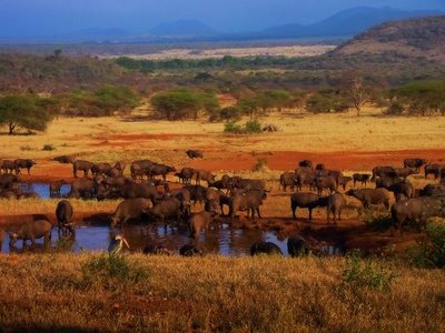 Africa: in pericolo il Patrimonio Mondiale dell'Umanità