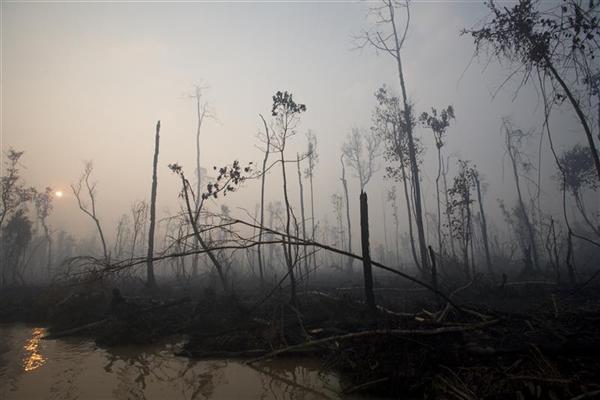 Colosso dell'olio di palma annuncia piano contro la deforestazione