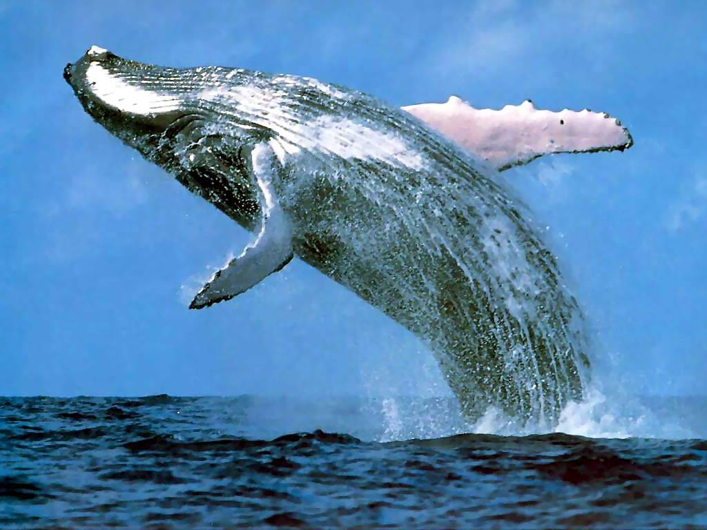 Balene, il Giappone sospende la caccia annuale ma non si sa per quanto