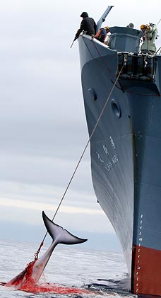 Caccia balene, Greenpeace al Giappone chiede lo stop definitivo