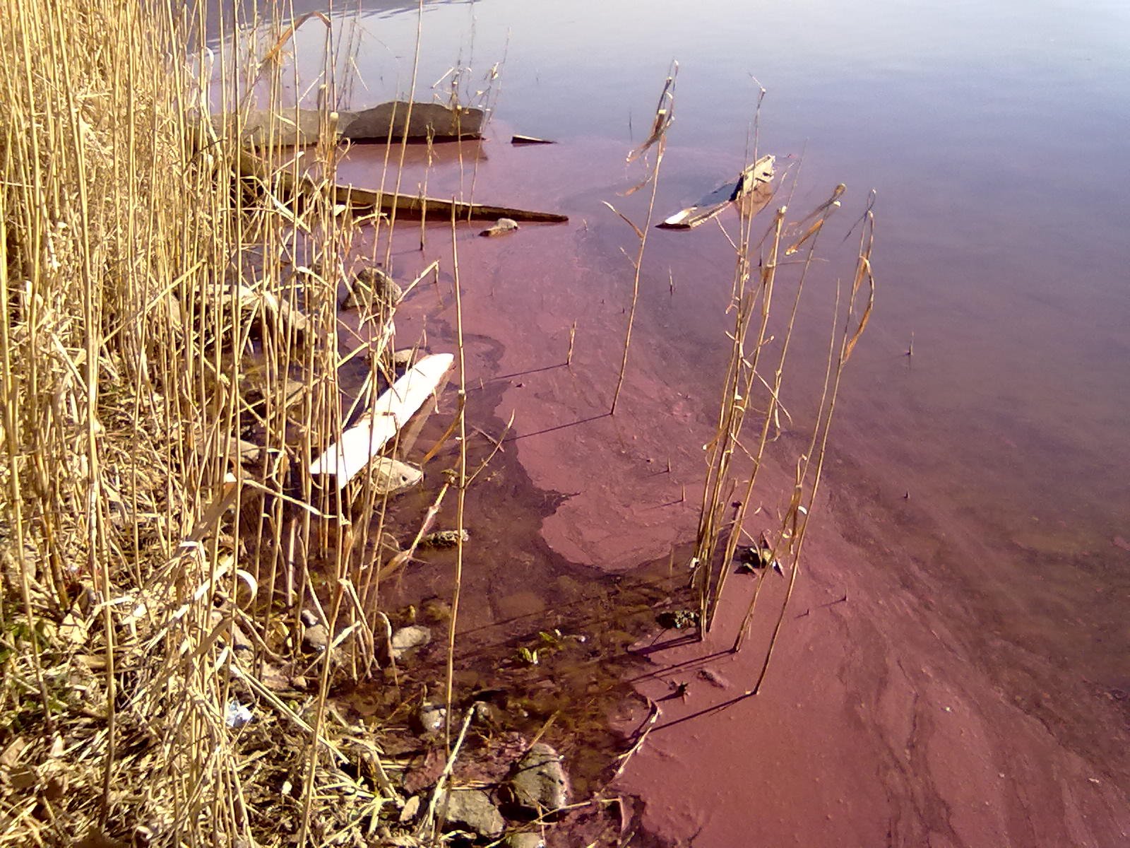 Alghe tossiche: il lago di Albano si tinge di rosso