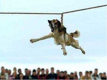 Dog spinning, cosa fare per fermare il brutale rituale bulgaro 
