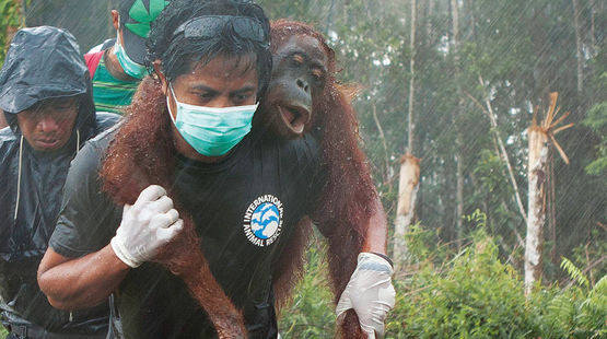 Viaggio nel Borneo per salvare gli ultimi Orangutan 