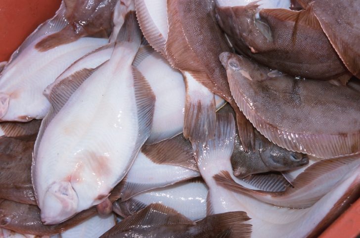  Coldiretti, pesce dal Giappone: controlli fai da te dell'etichetta
