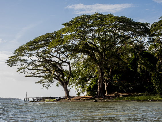 I grandi alberi e la poesia del Nicaragua
