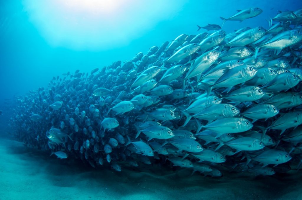 Il pesce sta finendo, choc ecologico per mari e oceani