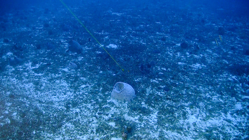 La barriera corallina amazzonica: un bio-patrimonio in pericolo