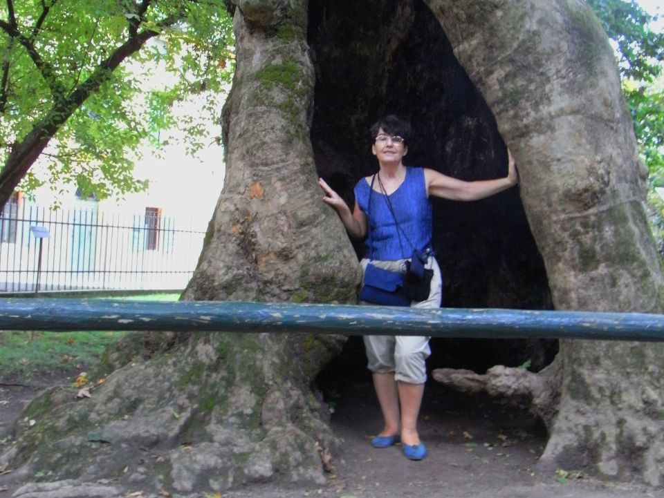 Quando si va... a scuola dagli alberi