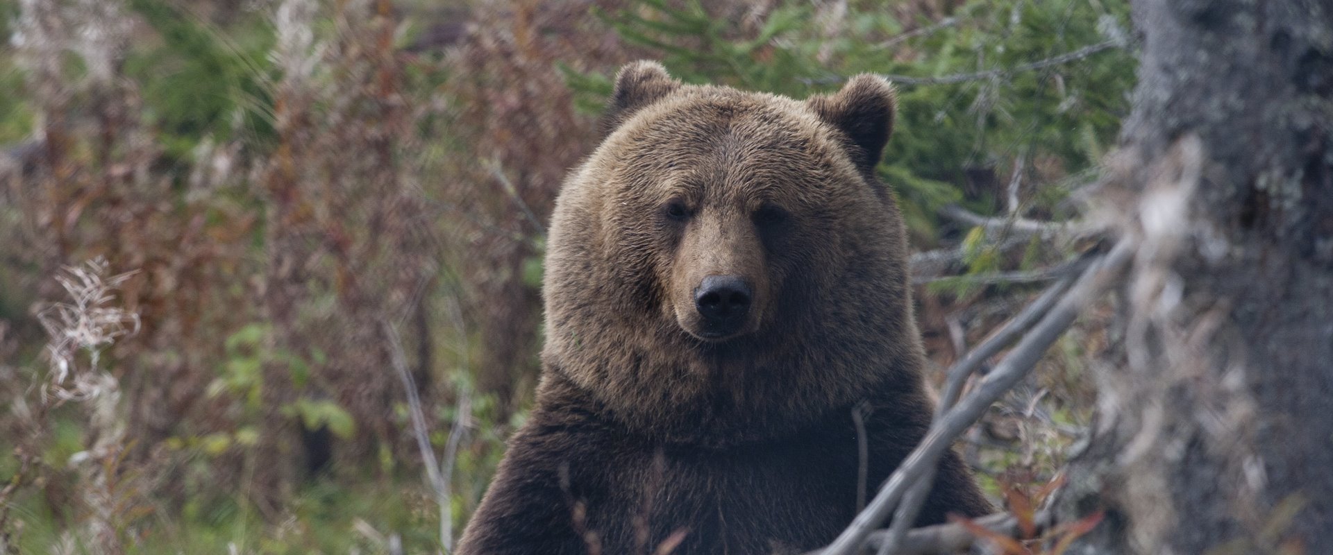 Uccisa l'orsa Kj2: non è pensabile condannare a morte un animale perché... non è un peluche!