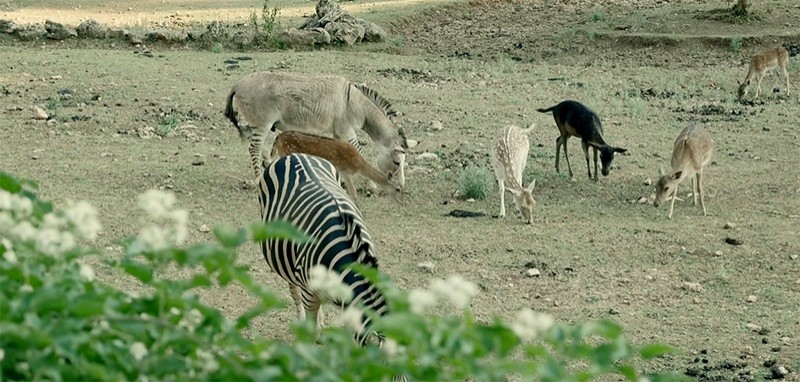 La Lav a Semproniano: «Ridiamo una speranza agli animali vittima dell'uomo»