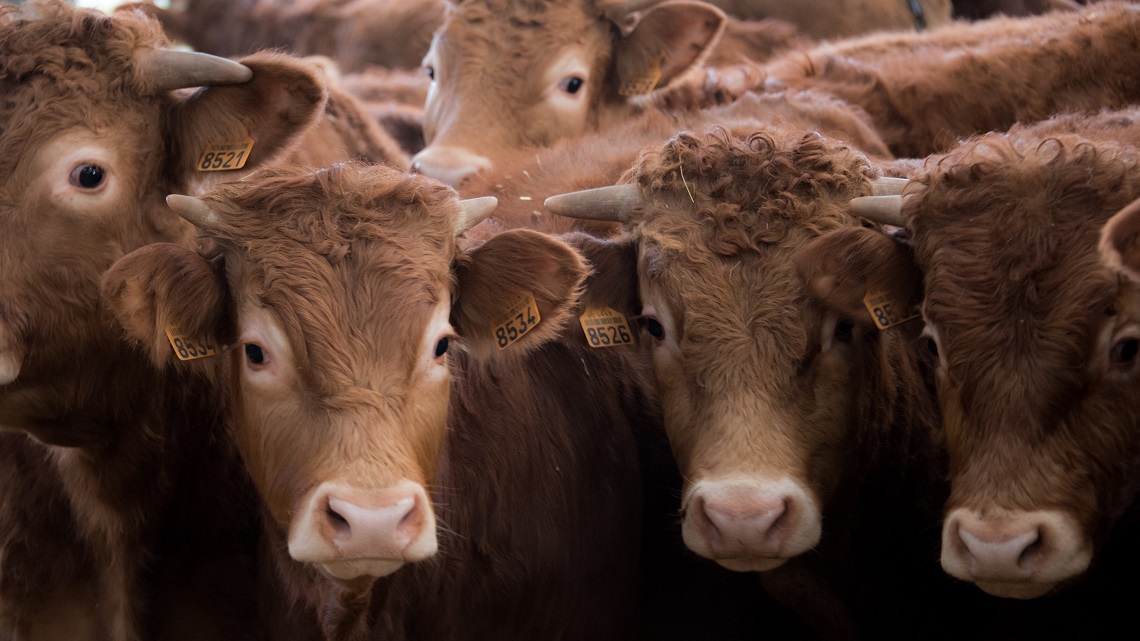 Partiamo dal cibo che compriamo per cambiare il clima