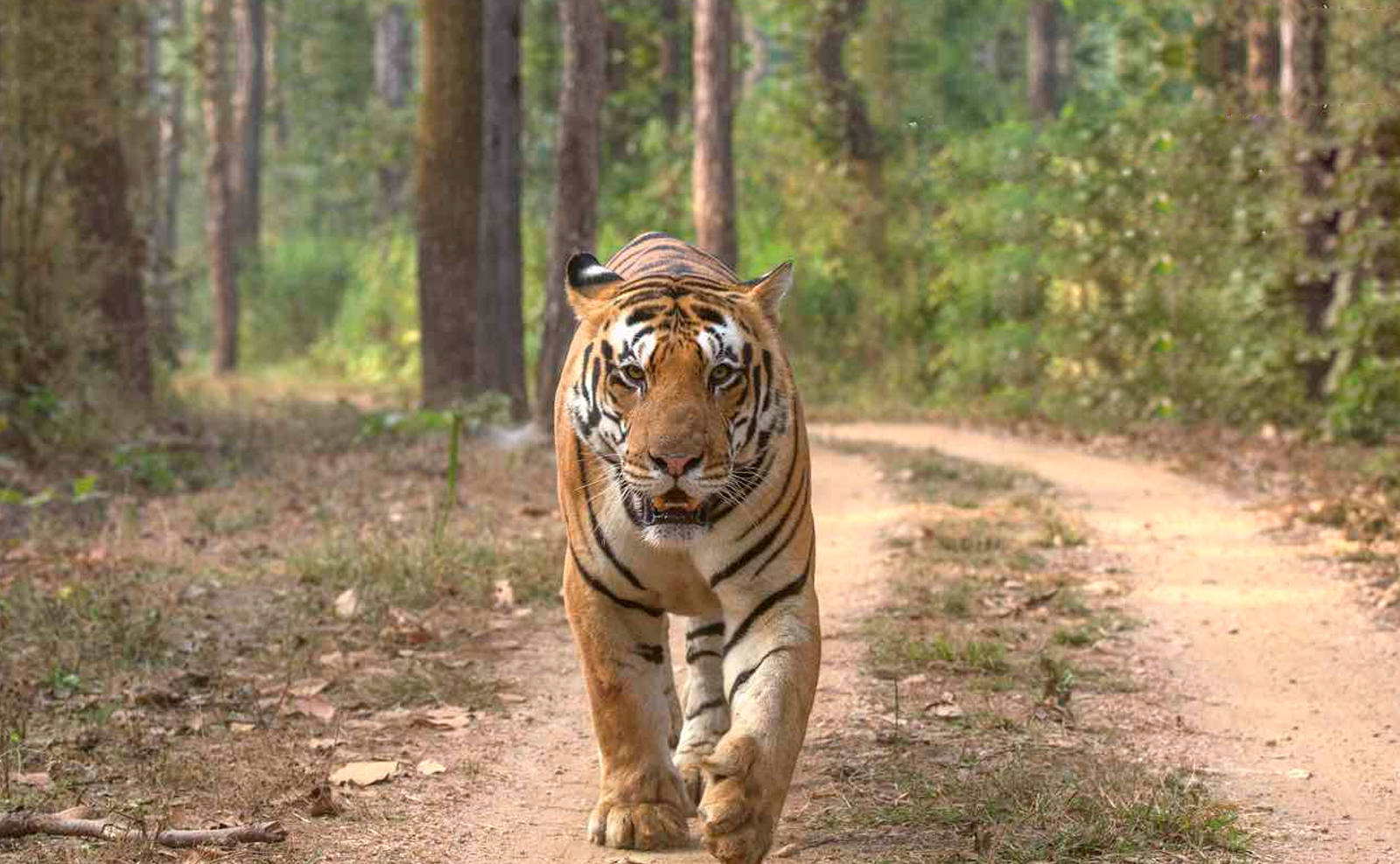 Survival: «Boicottare il turismo nelle riserve delle tigri in India se non si garantiscono i diritti per i popoli tribali»