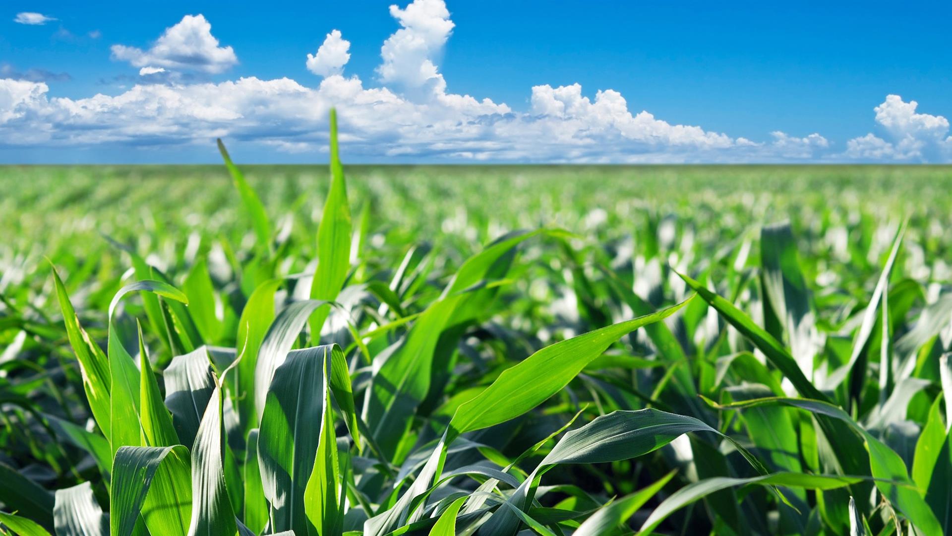 Per un'agricoltura libera dai veleni delle multinazionali