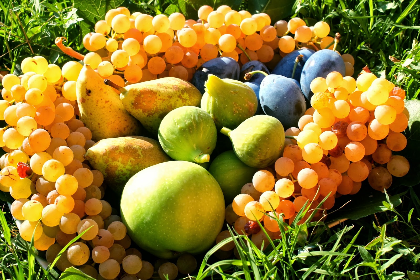 Siamo alla fame ma gli alimenti nei campi e sugli alberi marciscono