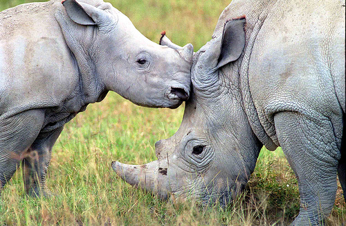 Gli afrodisiaci asiatici minacciano il rinoceronte africano