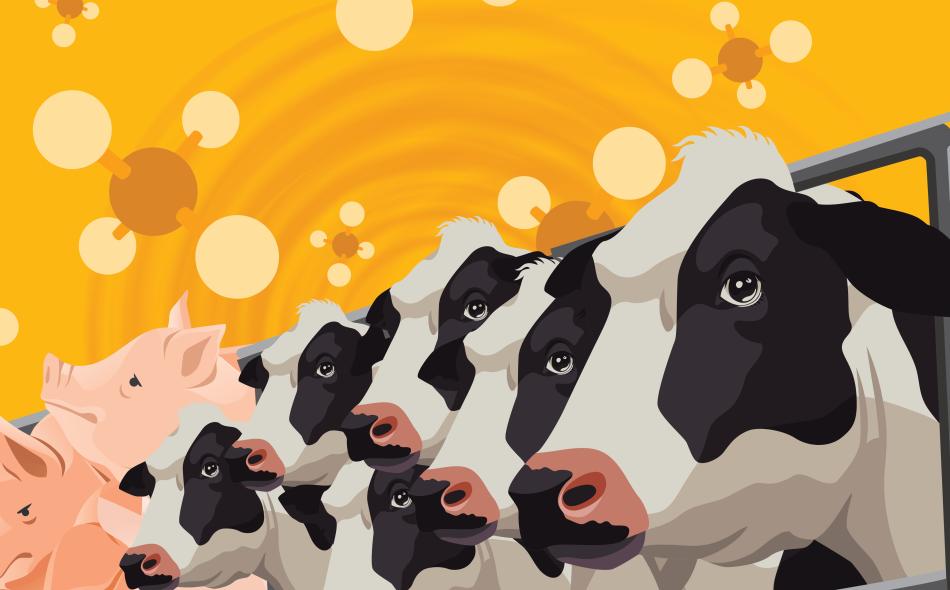 Metano, 15 grandi aziende di carne e latticini ne emettono quasi quanto la UE